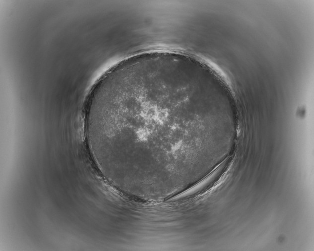 X0000099501310200805221351