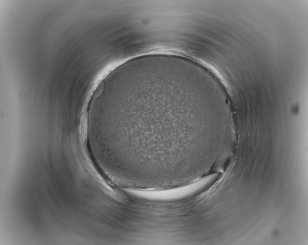 X0000099501371200805221351