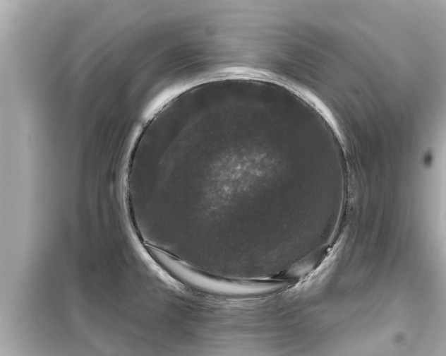 X0000099501381200805221350