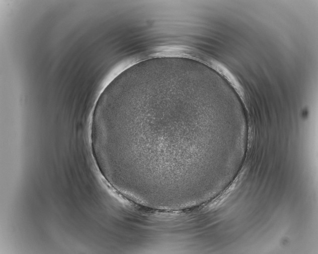 X0000099501386200805221350