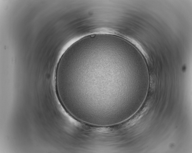 X0000099501387200805221350