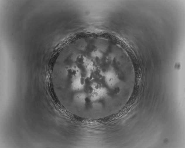 X0000099501397200805221350