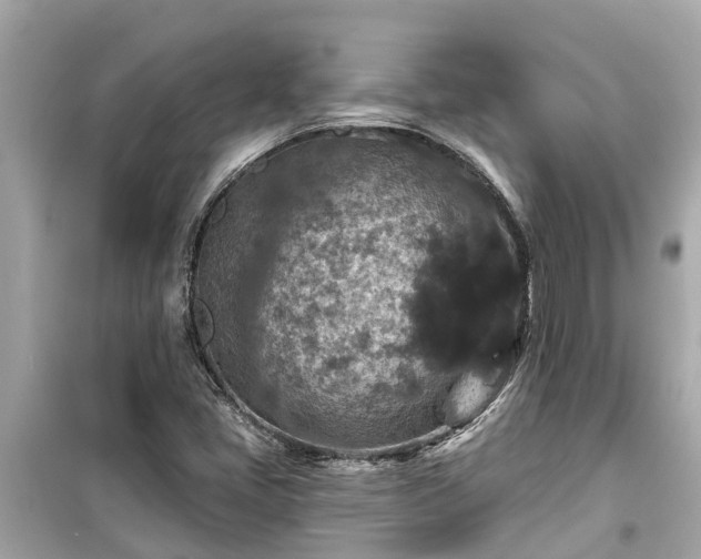 X0000099501405200805221350