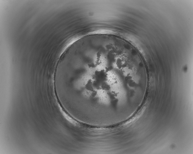 X0000099501425200805221350