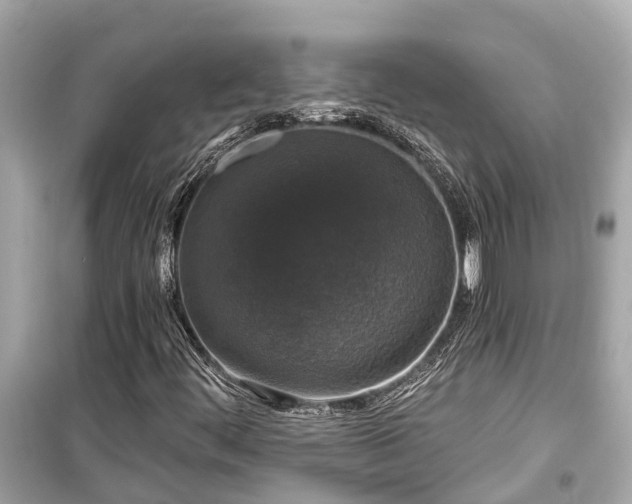 X0000099501444200805221350