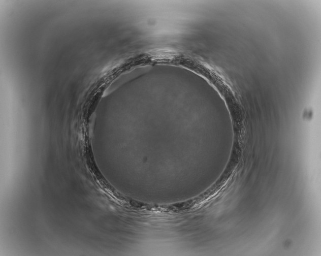 X0000099501445200805221350