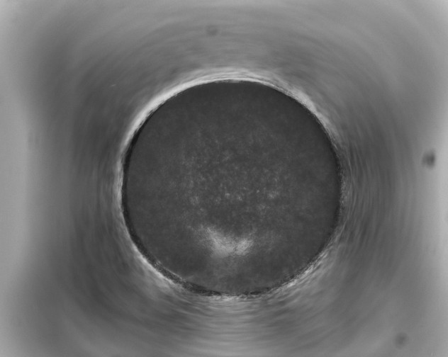 X0000099501508200805221349