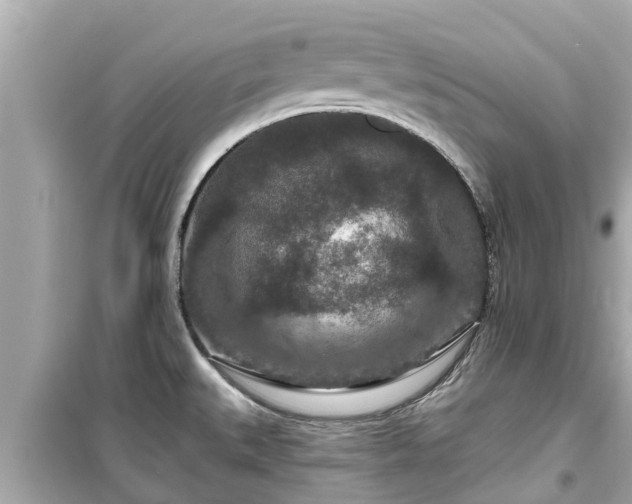 X0000099501527200805221349