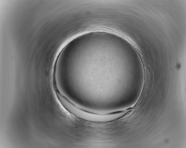X0000099501536200805221349