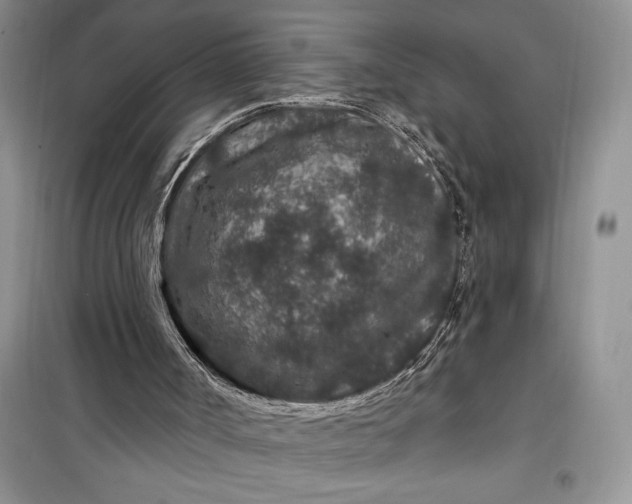 X0000099500002200805291138