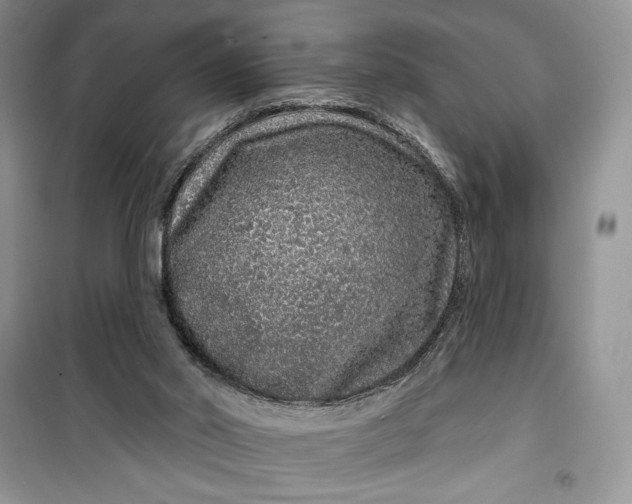 X0000099500014200805291138