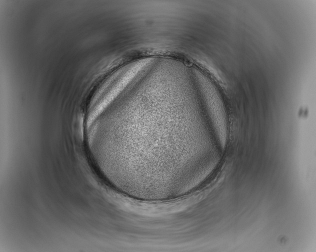 X0000099500022200805291137