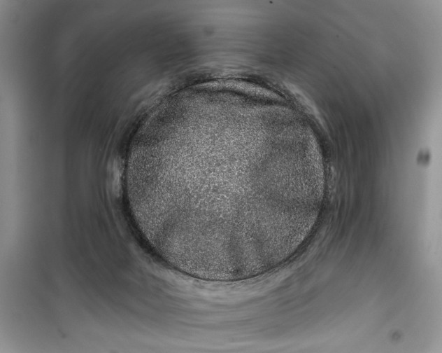 X0000099500026200805291137