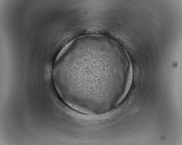 X0000099500038200805291137