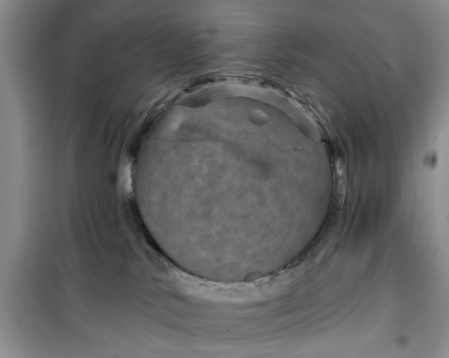 X0000099500042200805291137