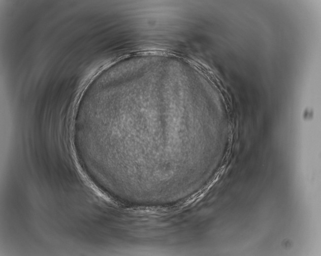 X0000099500049200805291137