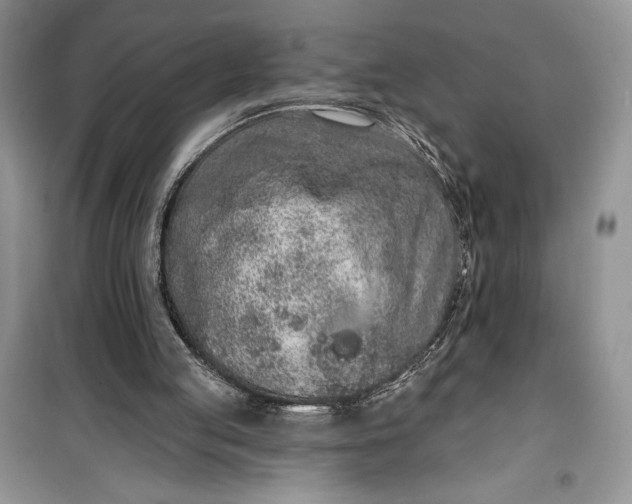 X0000099500053200805291137