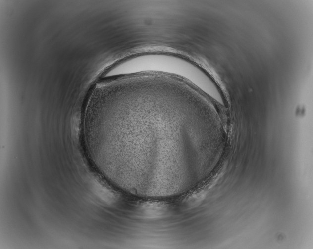 X0000099500063200805291137