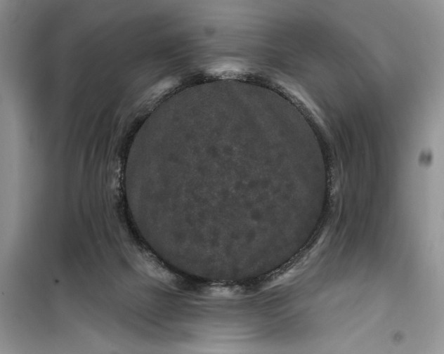 X0000099500073200805291137