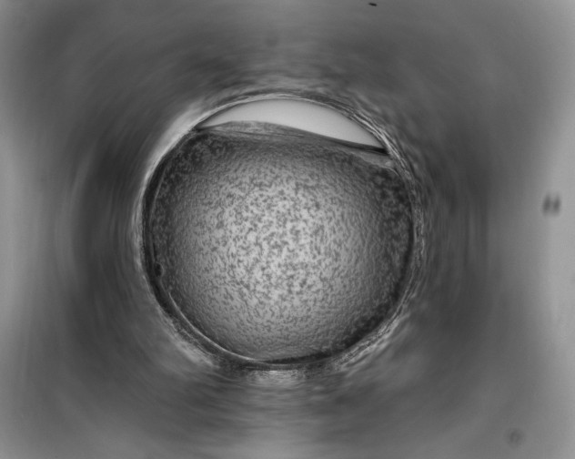 X0000099500102200805291136