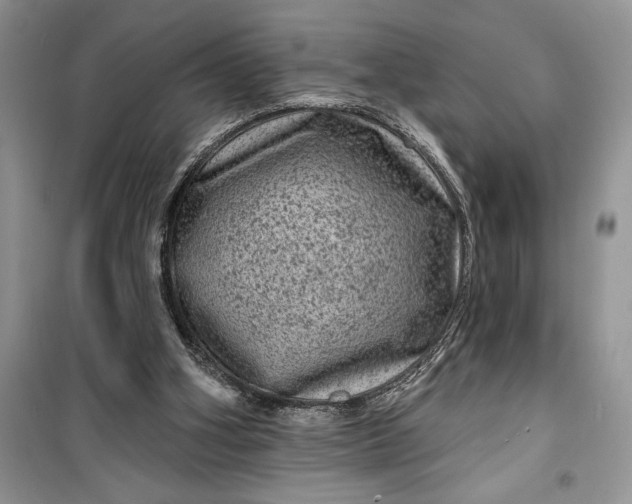 X0000099500106200805291136