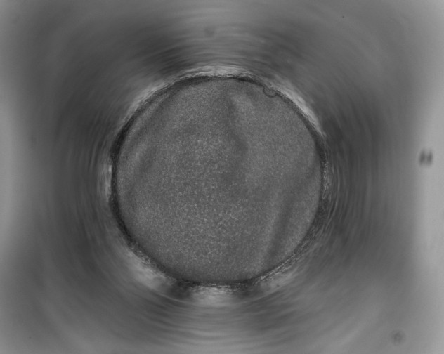 X0000099500110200805291136