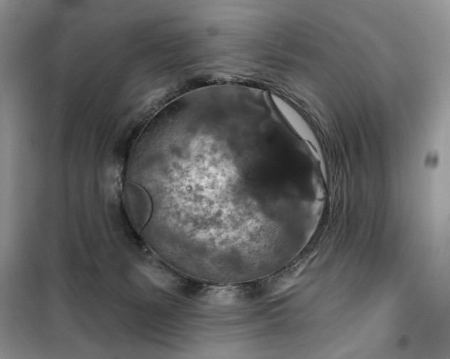 X0000099500127200805291136