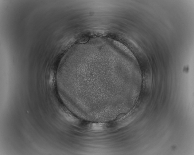 X0000099500134200805291136