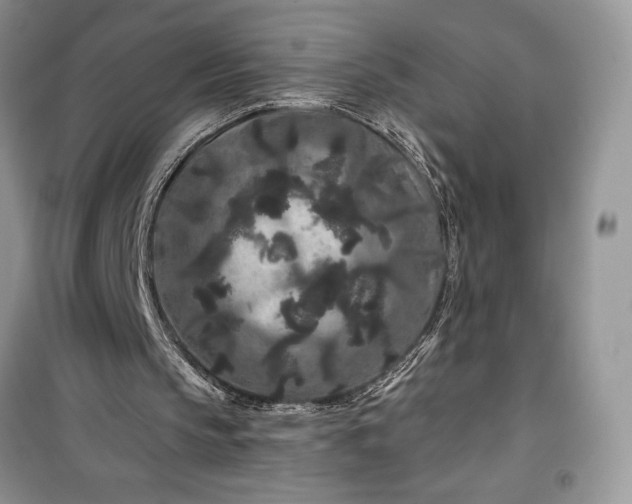 X0000099500145200805291135