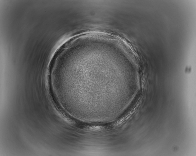 X0000099500152200805291135