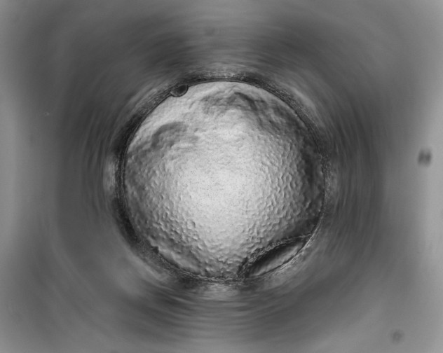 X0000099500166200805291136