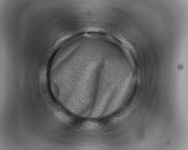 X0000099500207200805291135