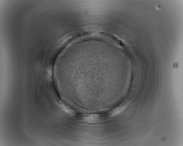 X0000099500288200805291135