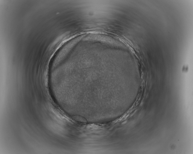 X0000099500290200805291134