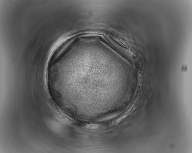 X0000099500294200805291134