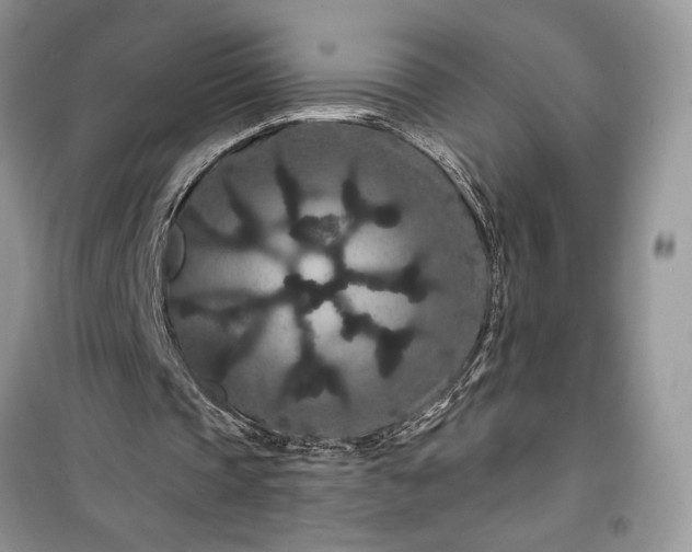 X0000099500337200805291133