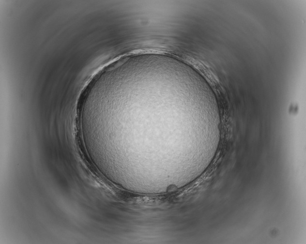 X0000099500338200805291133