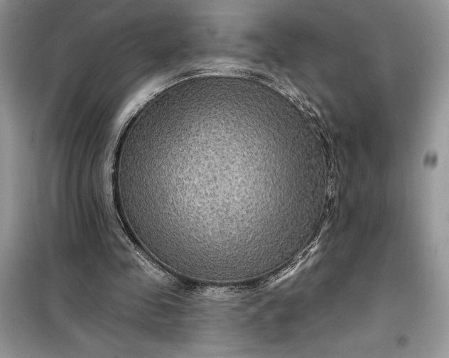 X0000099500341200805291133