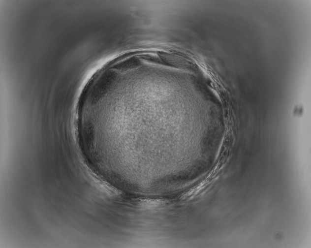 X0000099500342200805291133