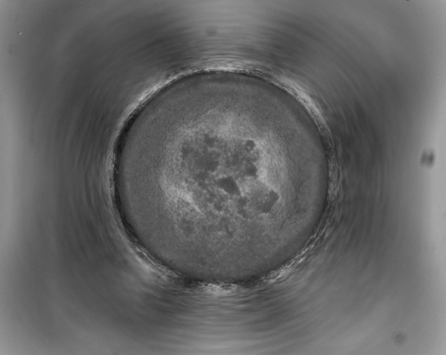 X0000099500346200805291133