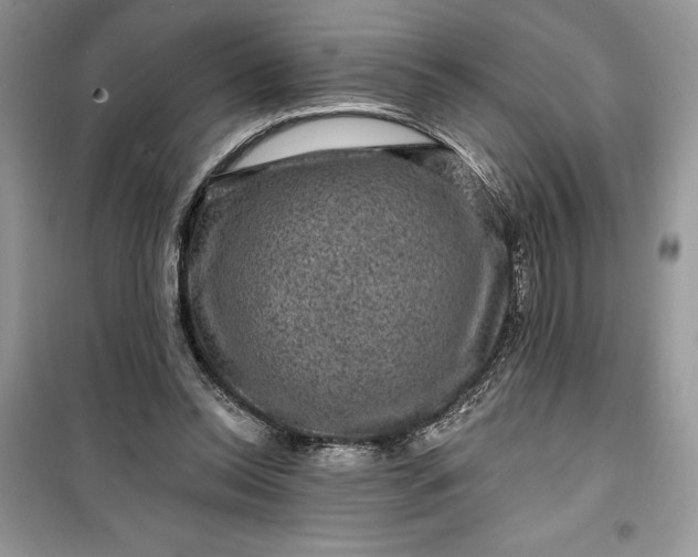 X0000099500350200805291133