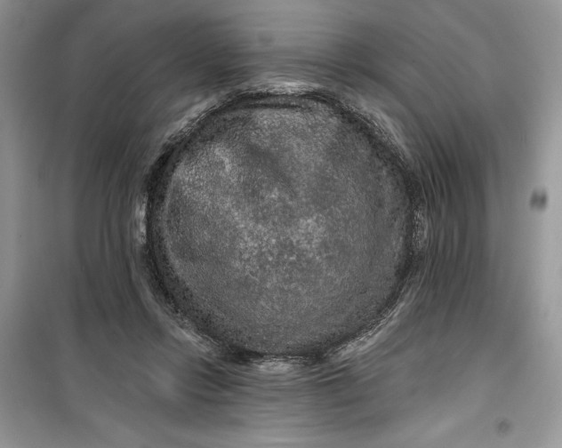 X0000099500358200805291133