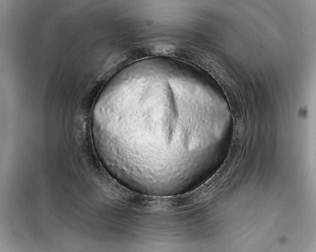 X0000099500363200805291133