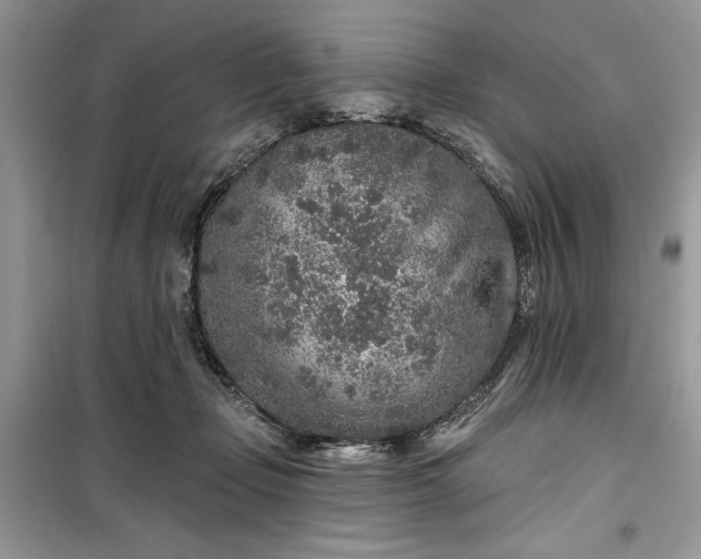 X0000099500365200805291133