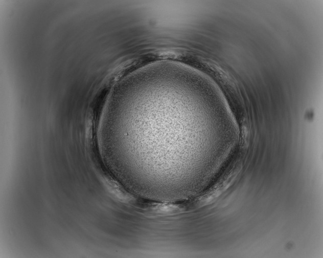 X0000099500379200805291133