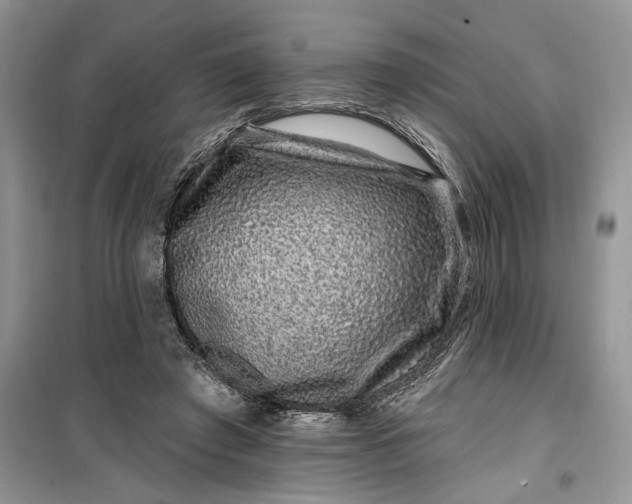 X0000099500401200805291132