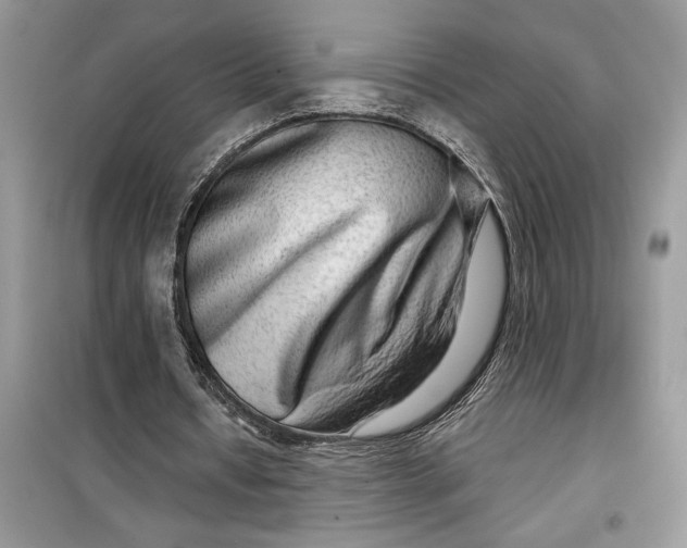 X0000099500434200805291131