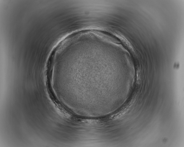 X0000099500436200805291131