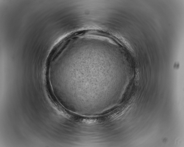 X0000099500440200805291131