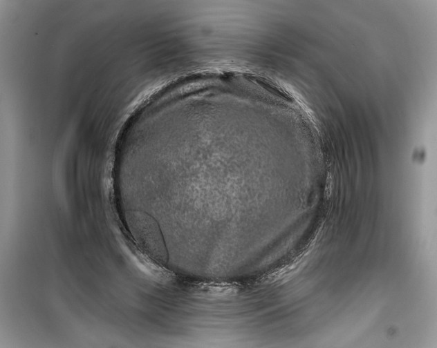 X0000099500443200805291131